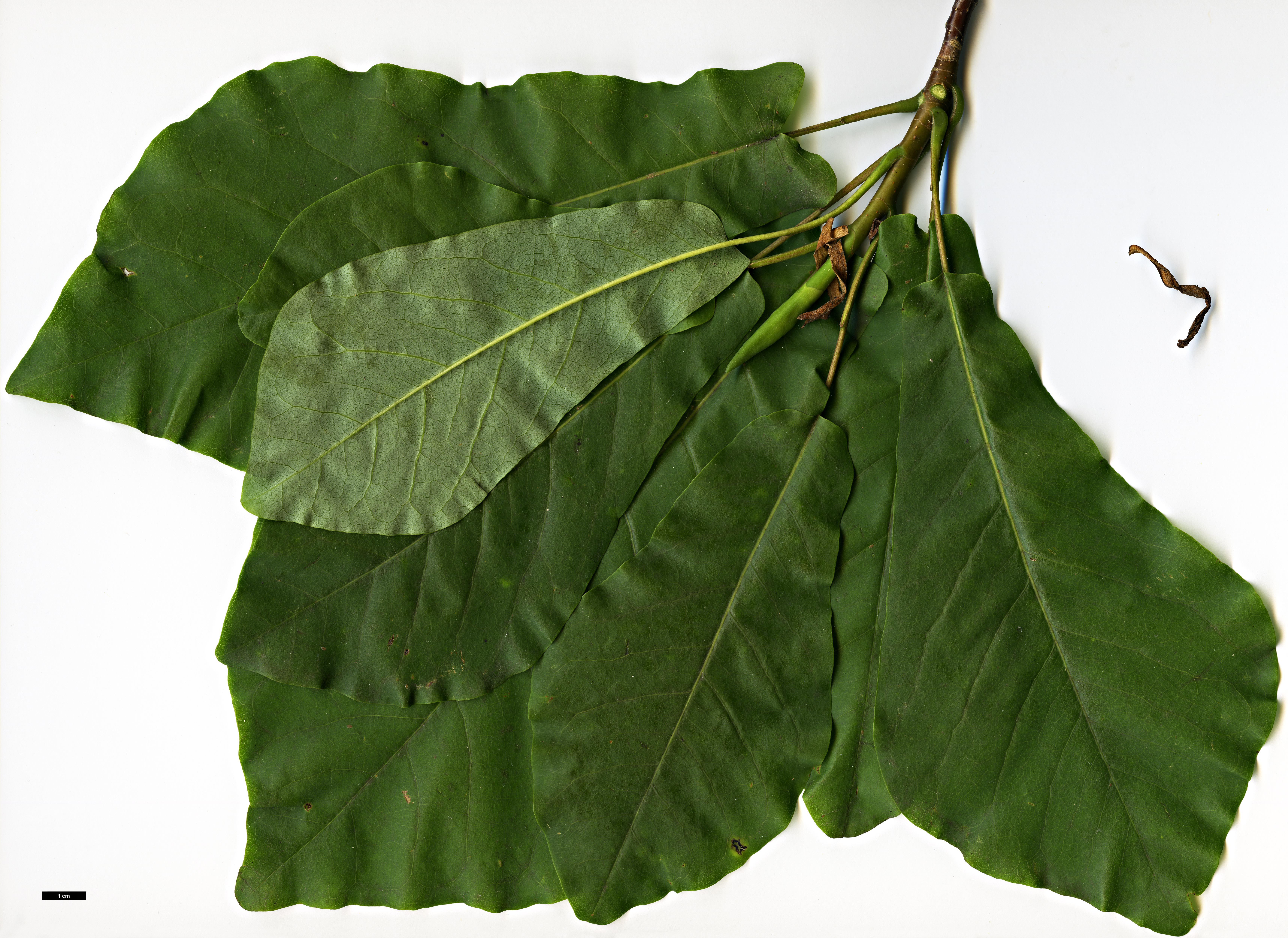 High resolution image: Family: Magnoliaceae - Genus: Magnolia - Taxon: fraseri - SpeciesSub: var. pyramidata High resolution image: Family: Magnoliaceae - Genus: Magnolia - Taxon: fraseri - SpeciesSub: var. pyramidata